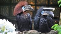 Zoborožec hrubozobý, pár foto Zoo Zlín menší